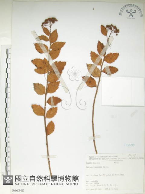 臺灣繡線菊藏品圖，第1張
