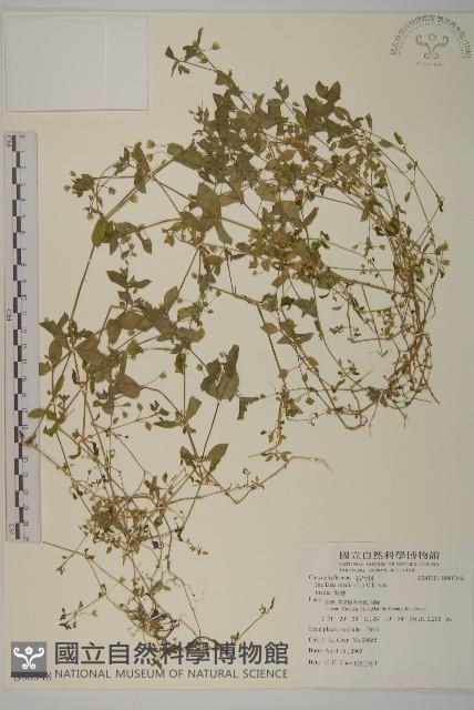 繁縷藏品圖，第1張