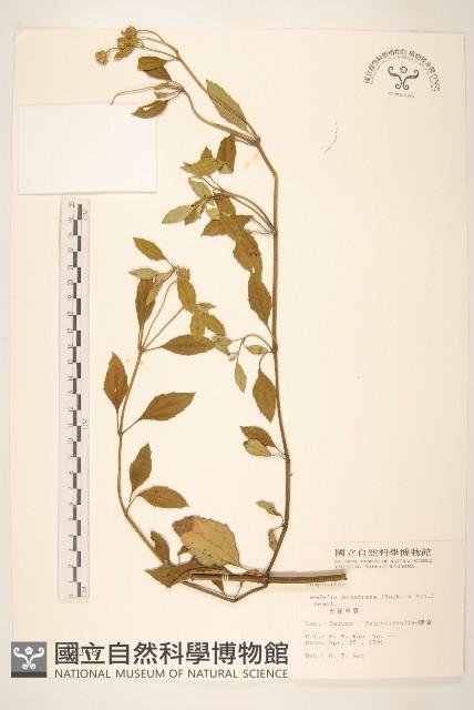 天蓬草舅藏品圖，第1張