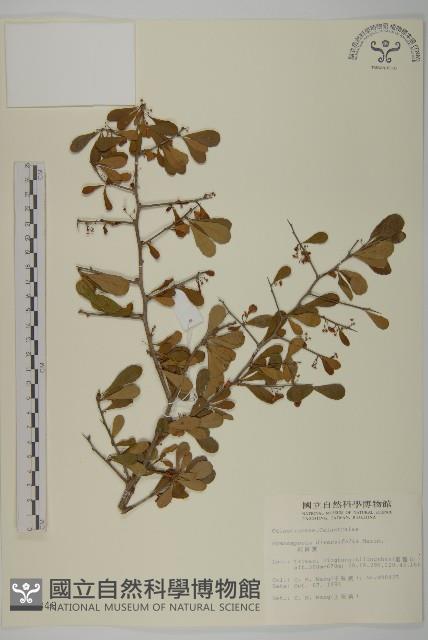 刺裸實、變葉裸實藏品圖，第1張