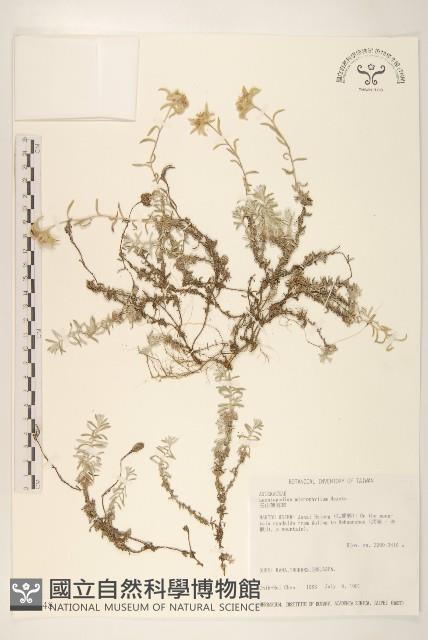 玉山薄雪草藏品圖，第1張