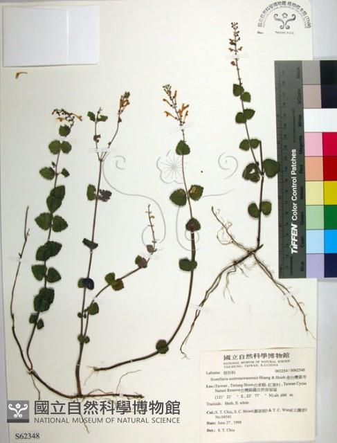 南台灣黃芩藏品圖，第1張