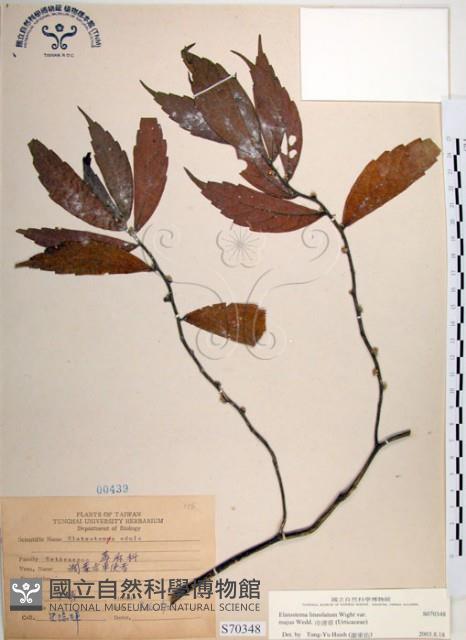 冷清草藏品圖，第1張