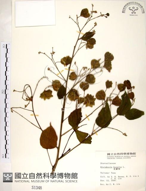 克蘭樹藏品圖，第1張