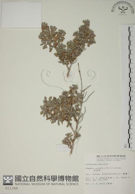 水芫花藏品圖，第1張