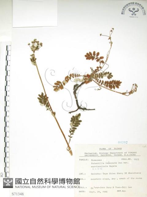 玉山金梅藏品圖，第1張