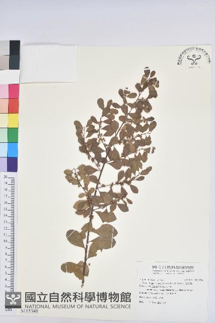 白飯樹藏品圖，第1張