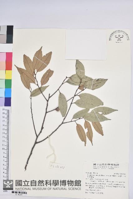 長尾栲、長尾柯、長尾尖葉櫧藏品圖，第1張