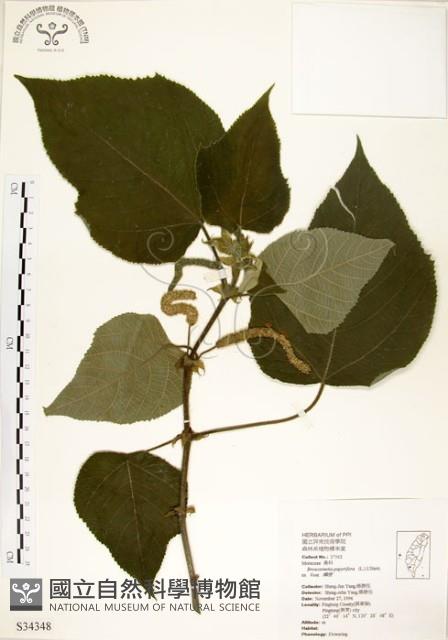 Kou-shui, Paper Mulberry Collection Image