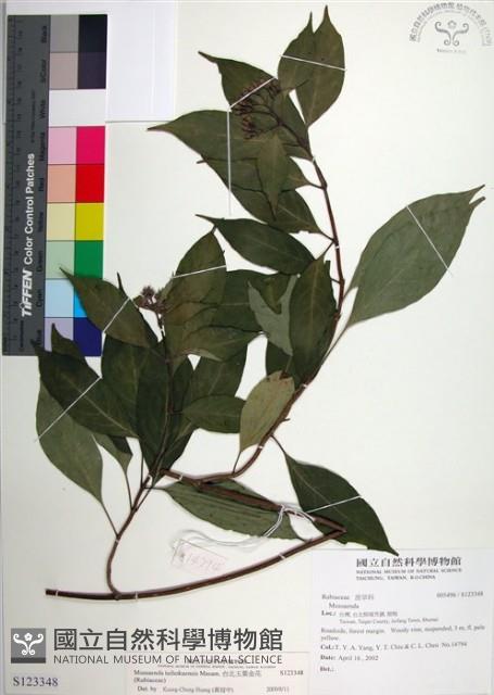 台北玉葉金花藏品圖，第1張