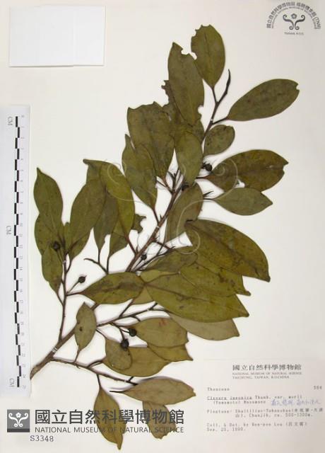 森氏紅淡比藏品圖，第1張