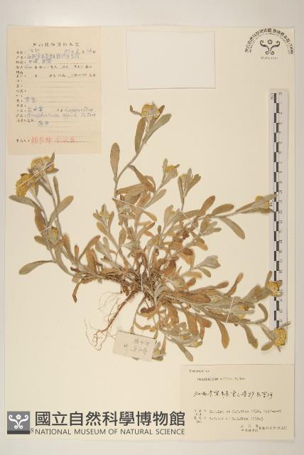 枇杷葉莢迷藏品圖，第1張