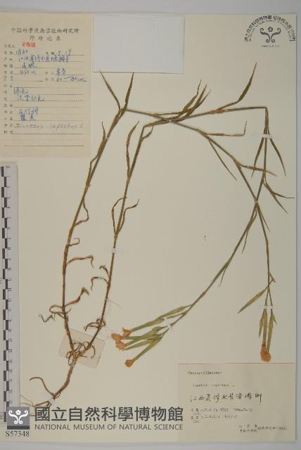 瞿麥藏品圖，第1張