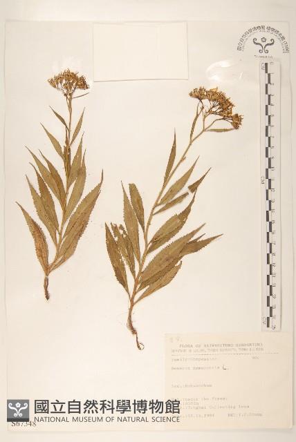 黃菀藏品圖，第1張