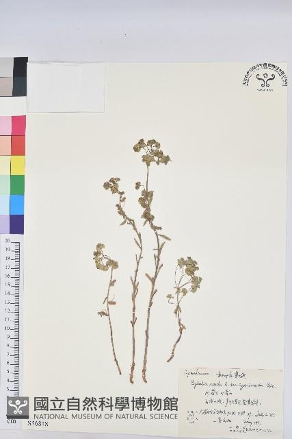 登錄號:S056848藏品圖，第1張