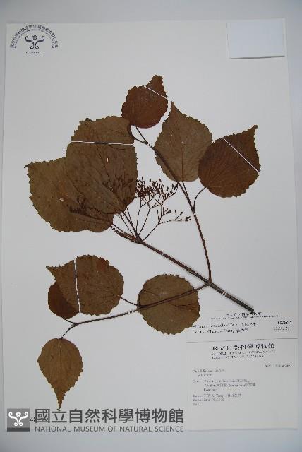 樺葉莢迷、玉山莢迷藏品圖，第1張