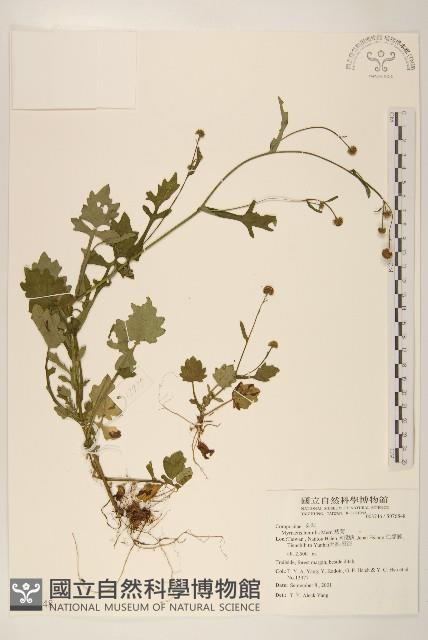 矮菊藏品圖，第1張