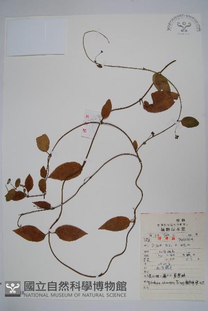 貴州娃兒藤藏品圖，第1張