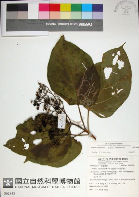 臭娘子藏品圖，第1張