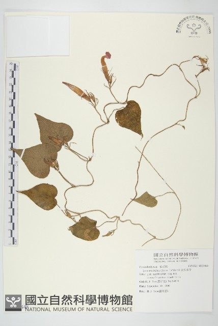 銳葉牽牛藏品圖，第1張