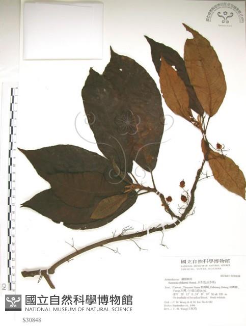 水冬瓜藏品圖，第1張