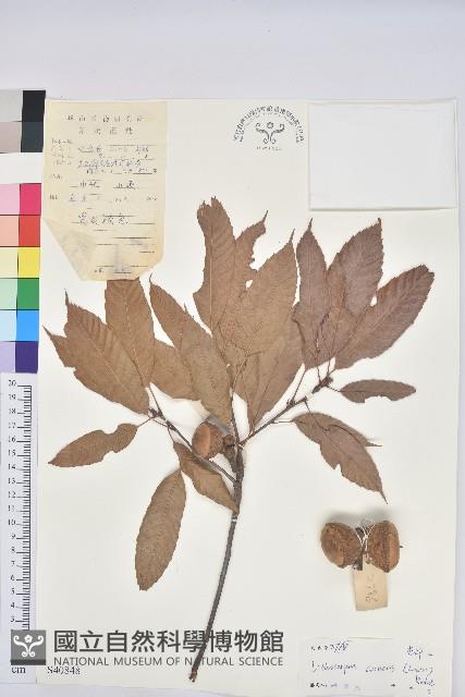 後大埔石櫟、煙斗柯藏品圖，第1張