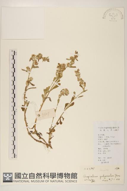 多莖鼠麴草藏品圖，第1張