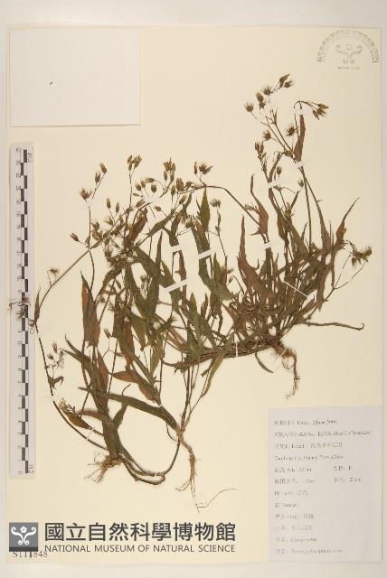 多頭苦菜、野剪刀股藏品圖，第1張