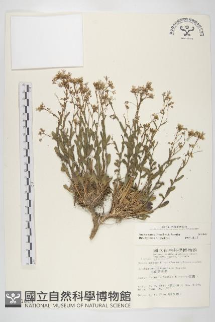 齒葉南芥、齒葉筷子芥藏品圖，第1張