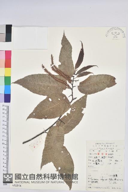 茅栗藏品圖，第1張