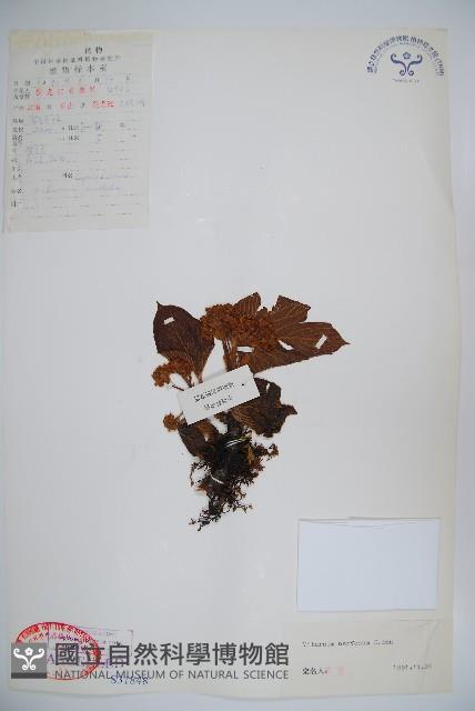 大花莢迷藏品圖，第1張