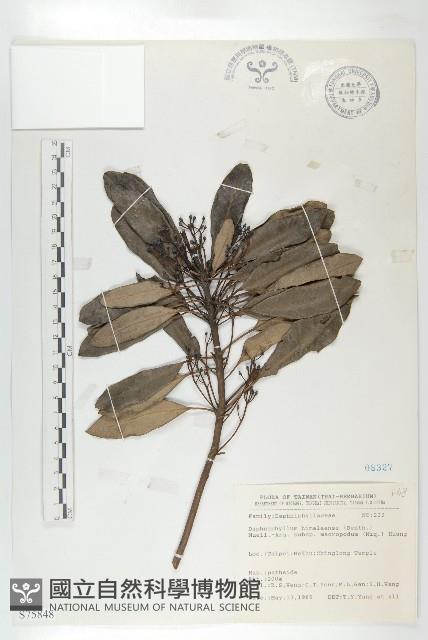 薄葉虎皮楠藏品圖，第1張