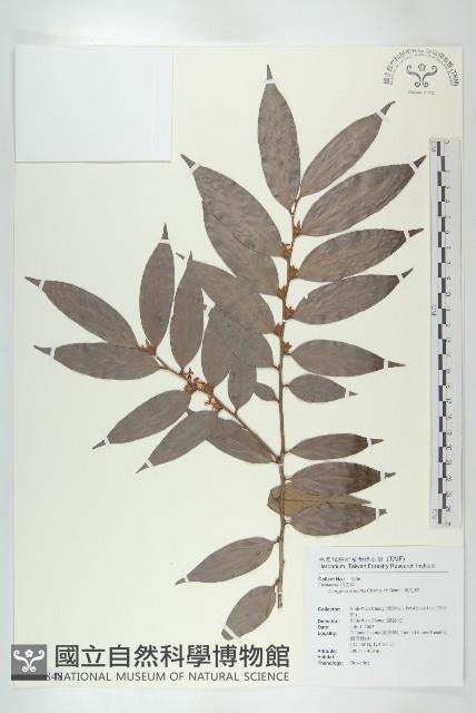 軟毛柿藏品圖，第1張