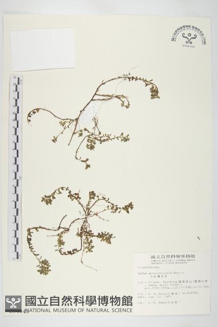 玉山佛甲草藏品圖，第1張