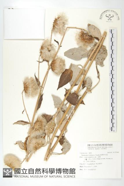 臺灣青木香藏品圖，第1張