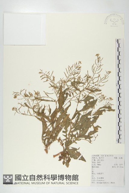 葶藶藏品圖，第1張