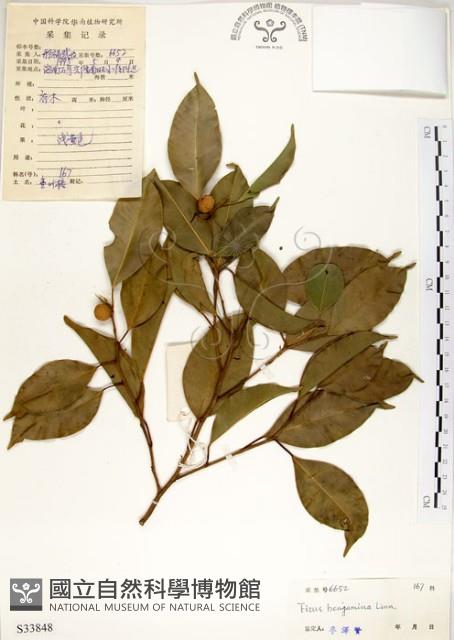 白榕、垂榕藏品圖，第1張