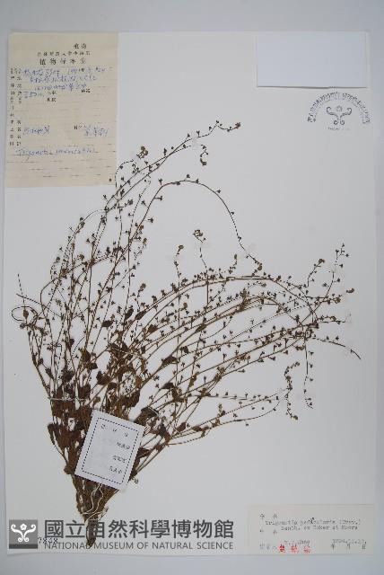 附地菜藏品圖，第1張