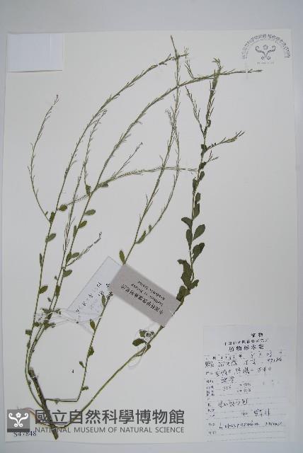 麥家公藏品圖，第1張