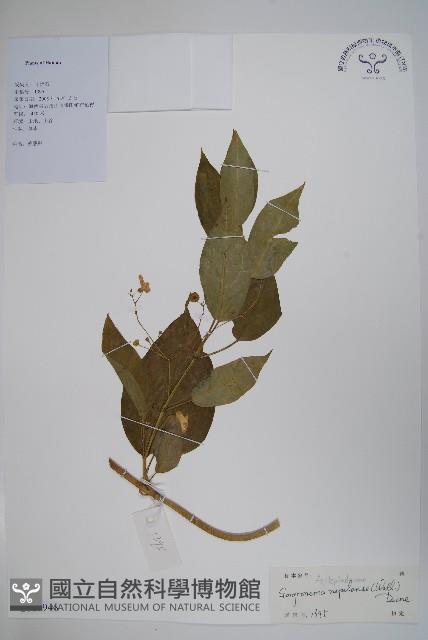 纖冠藤藏品圖，第1張