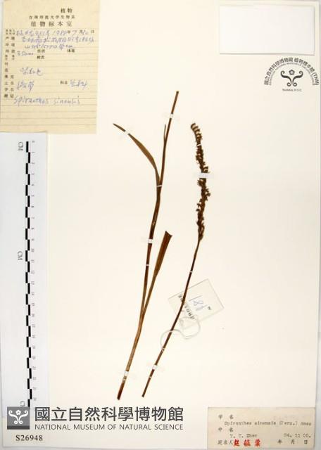 China Ladytress Collection Image