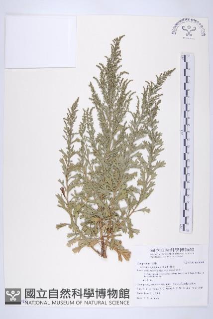 牡蒿藏品圖，第1張