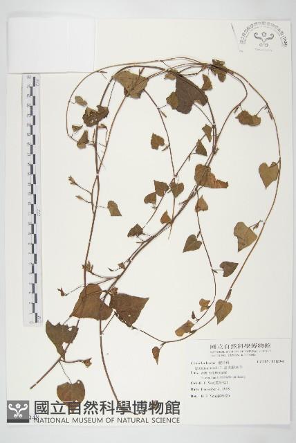 紅花野牽牛藏品圖，第1張