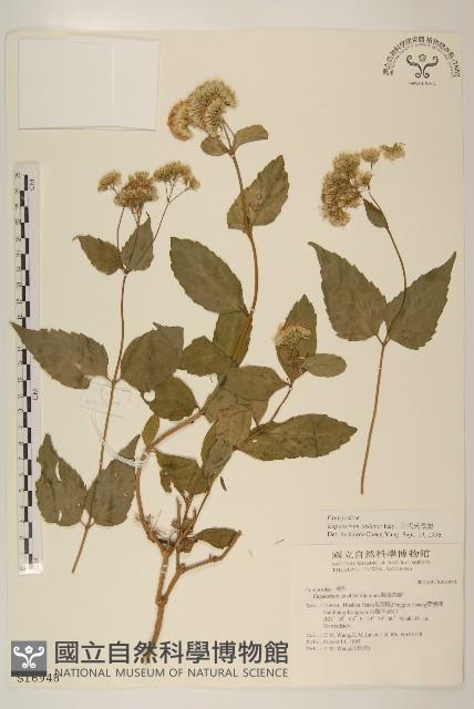 田代氏澤蘭藏品圖，第1張