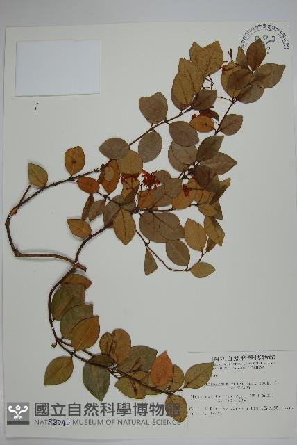 細梗絡石藏品圖，第1張