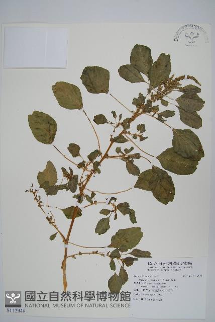 凹葉野莧菜藏品圖，第1張