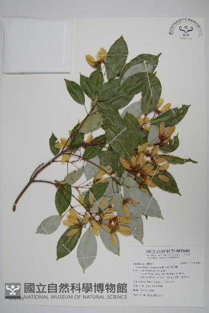 樟葉槭, 飛蛾子樹藏品圖，第1張