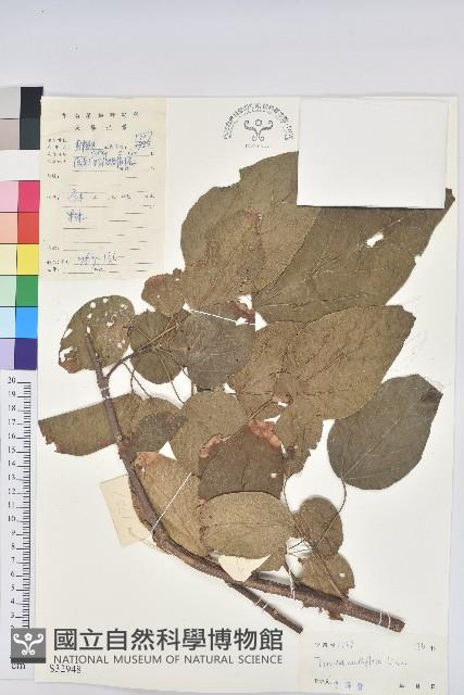 滑桃樹藏品圖，第1張