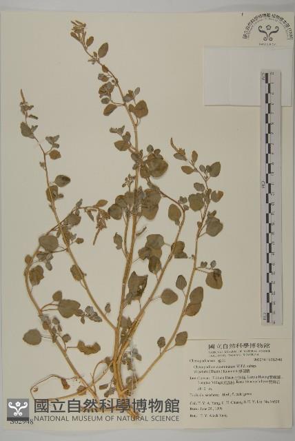 變葉藜藏品圖，第1張