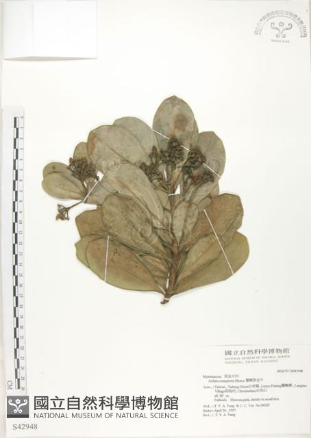 蘭嶼樹杞、蘭嶼紫金牛藏品圖，第1張